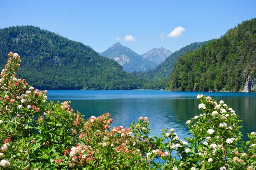 Flowers in front of a lake, with mountains in the background