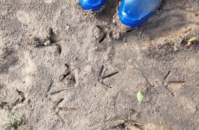 Picture shows sand with bird tracks visible. In the top right side of the picture are the toes of two blue welly boots. 